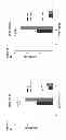 Fig. 20 - Repressor on IFN-λ promoter and siRNA against ZEB1 and BLIMP-1 to increase IFN-λ gene activity