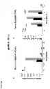 Fig. 35 - Repressor on IFN-λ promoter and siRNA against ZEB1 and BLIMP-1 to increase IFN-λ gene activity