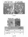 Fig. 09 - Compositions and methods for the treatment of cancer