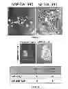 Fig. 10 - Compositions and methods for the treatment of cancer