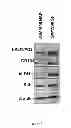 Fig. 12 - Compositions and methods for the treatment of cancer
