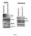 Fig. 24 - Compositions and methods for the treatment of cancer