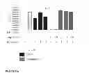 Fig. 14 - ESTROGEN RECEPTOR LIGANDS AND METHODS OF USE THEREOF