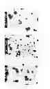 Fig. 07 - Hexagonal prism-shaped zinc oxide particles, method for production of the same, and cosmetic, heat releasing filler, heat releasing resin composition, heat releasing grease, and heat releasing coating composition comprising the same