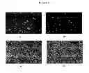 Fig. 07 - Biodegradable nitric oxide generating polymers and related biomedical devices