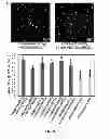 Fig. 19 - Monomers and polymers for functional polycarbonates and poly(ester-carbonates) and PEG-co-polycarbonate hydrogels