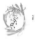 Fig. 02 - FAR-RED FLUORESCENT PROTEINS WITH IMPROVED DETECTABILITY BY RED EXCITATION LIGHT