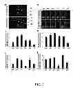 Fig. 08 - FAR-RED FLUORESCENT PROTEINS WITH IMPROVED DETECTABILITY BY RED EXCITATION LIGHT