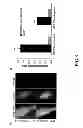 Fig. 10 - FAR-RED FLUORESCENT PROTEINS WITH IMPROVED DETECTABILITY BY RED EXCITATION LIGHT