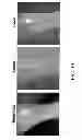 Fig. 11 - FAR-RED FLUORESCENT PROTEINS WITH IMPROVED DETECTABILITY BY RED EXCITATION LIGHT