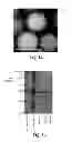 Fig. 03 - PARTICLES AND OTHER SUBSTRATES USEFUL IN PROTEIN PURIFICATION AND OTHER APPLICATIONS