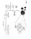 Fig. 07 - PARTICLES AND OTHER SUBSTRATES USEFUL IN PROTEIN PURIFICATION AND OTHER APPLICATIONS