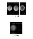 Fig. 08 - PARTICLES AND OTHER SUBSTRATES USEFUL IN PROTEIN PURIFICATION AND OTHER APPLICATIONS