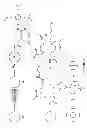Fig. 05 - Multimeric peptidomimetic fibrosis specific dual-modality probes