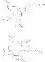 Fig. 16 - Multimeric peptidomimetic fibrosis specific dual-modality probes