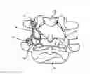 Fig. 01 - Spinal facet implants with mating articulating bearing surface and methods of use