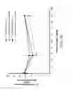 Fig. 30 - Crush recoverable polymer scaffolds