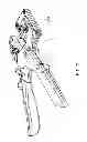 Fig. 08 - Grafting pruner