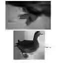 Fig. 06 - Protective shoe for birds