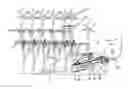 Fig. 01 - Adjustable stalk support device for harvesting stalky stem material