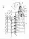 Fig. 02 - Adjustable stalk support device for harvesting stalky stem material