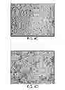 Fig. 07 - TEXTURED IMAGING MEMBER