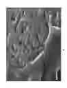 Fig. 06 - Self-suspending proppants for hydraulic fracturing comprising a coating of hydrogel-forming polymer