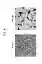 Fig. 07 - Semiconductor device including fluorine-free tungsten barrier layer and method for fabricating the same