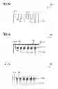 Fig. 06 - Method for manufacturing a layer arrangement, and a layer arrangement