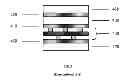 Fig. 04 - Capacitive touch panel with force sensing