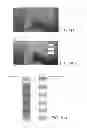 Fig. 06 - DEVICE AND METHOD FOR DISPLAYING AND ADJUSTING IMAGE INFORMATION