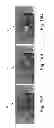 Fig. 17 - Virtual access control