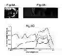 Fig. 06 - Underwater hyperspectral imaging