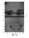 Fig. 09 - Method and system for automatically recognizing facial expressions via algorithmic periocular localization