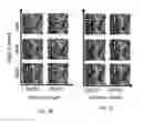 Fig. 07 - System And Method Of Video Compressive Sensing For Spatial-Multiplexing Cameras