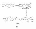 Fig. 02 - TARGETED CONTRAST AGENTS AND USES THEREOF