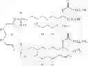 Fig. 09 - Compositions and Methods for Cancer Immunotherapy