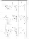 Fig. 02 - COMPOUNDS AND METHODS FOR THE TREATMENT OR PREVENTION OF FLAVIVIRIDAE VIRAL INFECTIONS