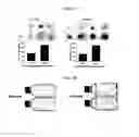 Fig. 02 - Tendon Stem Cells