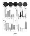Fig. 04 - GENETICALLY MODIFIED MSC AND THERAPEUTIC METHODS