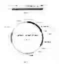 Fig. 05 - Affinity maturated T cell receptors and use thereof