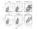 Fig. 06 - Affinity maturated T cell receptors and use thereof