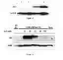 Fig. 40 - Affinity maturated T cell receptors and use thereof