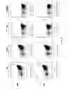 Fig. 41 - Affinity maturated T cell receptors and use thereof