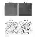 Fig. 02 - Method for Removing a Microorganism Biofilm