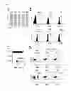 Fig. 02 - Antibody specifically recognizing an epitope for switching to T1 cell