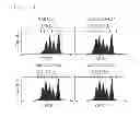 Fig. 06 - Antibody specifically recognizing an epitope for switching to T1 cell