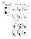 Fig. 20 - Antibody specifically recognizing an epitope for switching to T1 cell