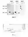 Fig. 02 - Human binding molecules capable of neutralizing influenza virus H5N1 and uses thereof