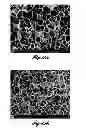 Fig. 11 - Neutralizing Antiboides to Nipah and Hendra Virus